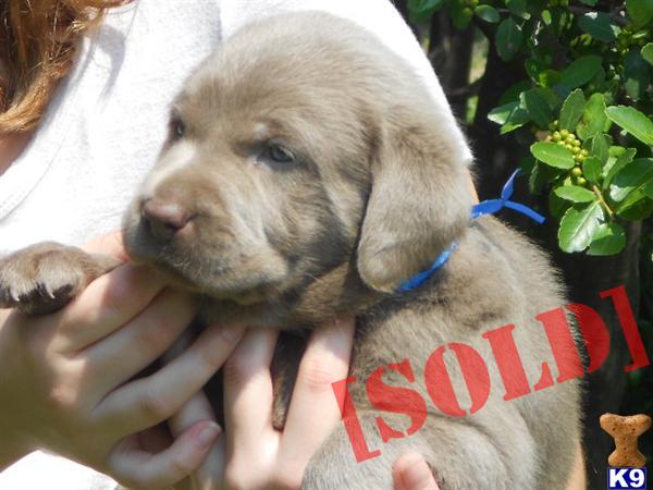 AKC SILVER LAB PUPS